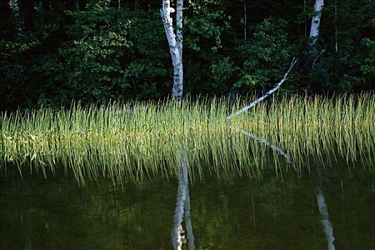 湖,树,反射,水獭,安大略省,加拿大