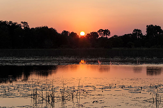 日落,上方,河,奥卡万戈三角洲,西北,地区,博茨瓦纳,非洲