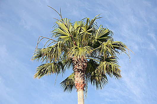 棕榈树,公园,波多黎各,特内里费岛,加纳利群岛,西班牙,欧洲