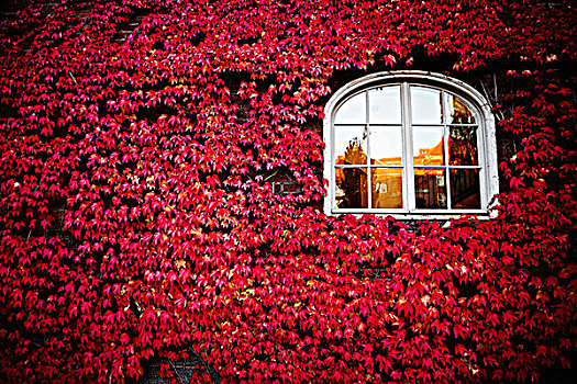 窗户,围绕,常春藤,红叶