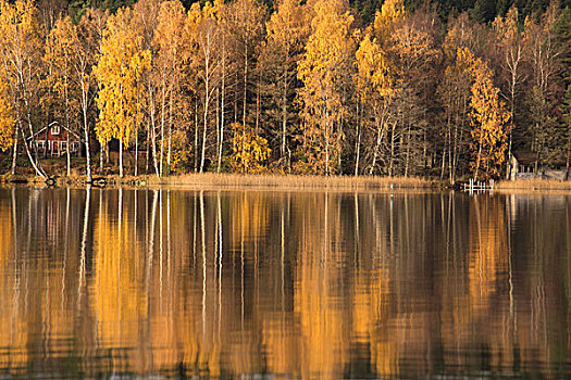 树林,秋色,反射,湖,表面