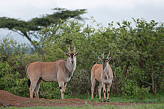大羚羊,一对,肯尼亚
