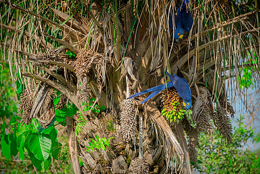 风信子,金刚鹦鹉,紫蓝金刚鹦鹉,进食,水果,棕榈树,潘塔纳尔,南马托格罗索州,巴西,南美