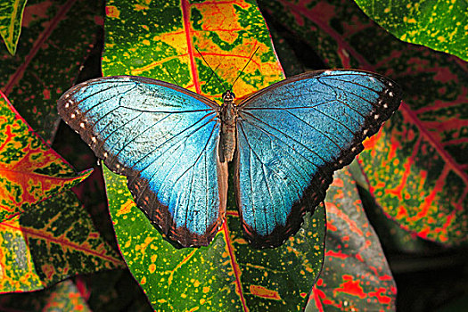 蓝色,蝴蝶,成虫,南美