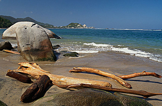 浮木,海滩,哥伦比亚