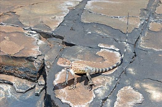 蜥蜴,龙,举起,脚,热石,峡谷,卡瑞吉尼国家公园,区域,西澳大利亚