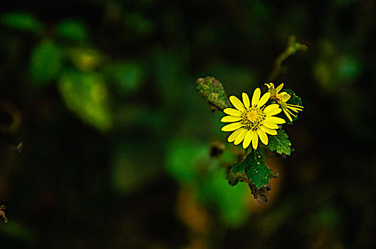 野菊花近摄