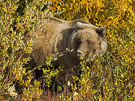 大灰熊,棕熊,进食,靠近,海恩斯,连通,深秋,叶子,秋色,克卢恩国家公园,自然保护区,育空地区,加拿大