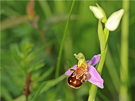 蜂兰花