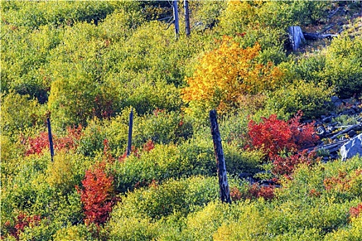 秋色,山,树林,华盛顿