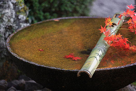 日本宗教寺庙里的水池,秋季的京都圆光寺水琴窟