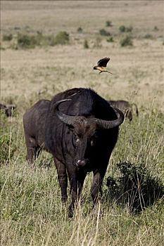 南非水牛,非洲水牛,牛椋鸟,降落,头部,马赛马拉国家保护区,肯尼亚