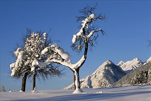 积雪,果树,背影,北方,提洛尔,奥地利,欧洲