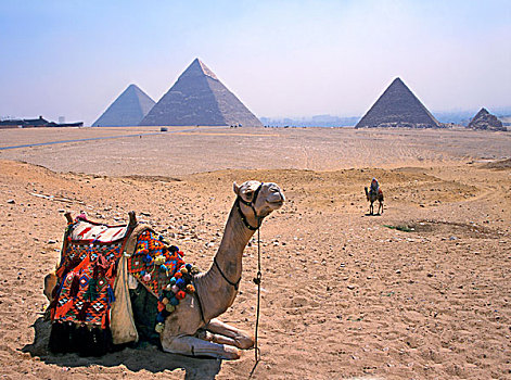 骆驼,坐,基奥普斯,卡夫拉,金字塔,吉萨,埃及