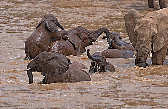 大象,浴,河,萨布鲁国家公园,肯尼亚