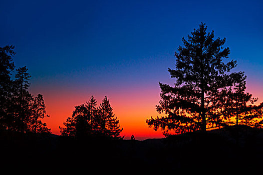 日落,优胜美地国家公园,树,剪影,加利福尼亚