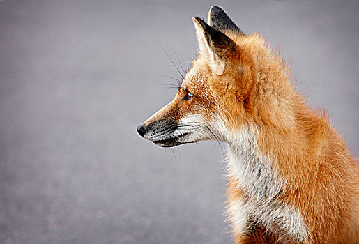 幼小,红狐,侧视,爱德华王子岛,加拿大