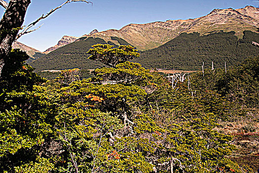 树,树林,火地岛国家公园,火地岛,巴塔哥尼亚,智利