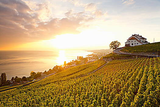 风景,拉沃,葡萄园,日内瓦湖,瑞士