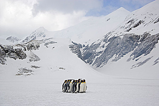 国王,企鹅,成年,多,雪,遮盖,露脊鲸湾,南乔治亚