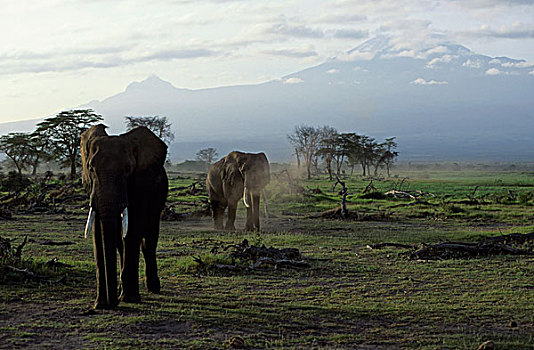 肯尼亚,安伯塞利国家公园,公园,大象,山,乞力马扎罗山,背景