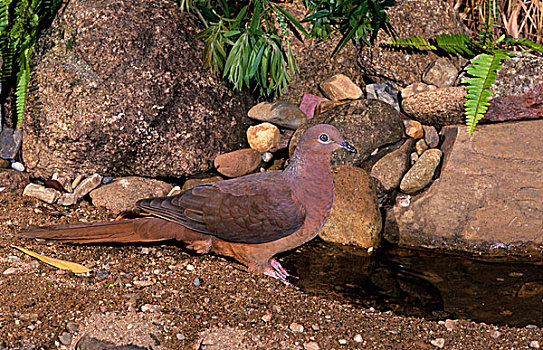 褐色,布谷鸟,鸽子,澳大利亚