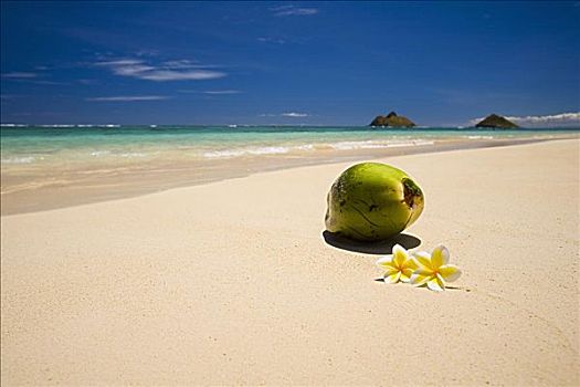 夏威夷,瓦胡岛,两个,椰子,休息,沙子,美好,热带沙滩,莫库鲁阿岛,岛屿,背景