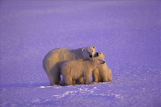 北极熊,幼兽,搂抱,哈得逊湾,夜光,图像