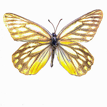侧条斑粉蝶蝴蝶标本