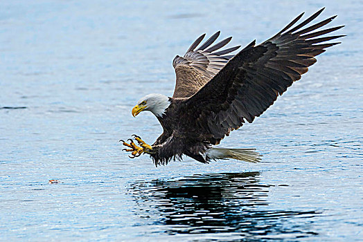 白头鹰,海雕属,雕,靠近,高处,水,坎贝尔河,不列颠哥伦比亚省,加拿大,北美