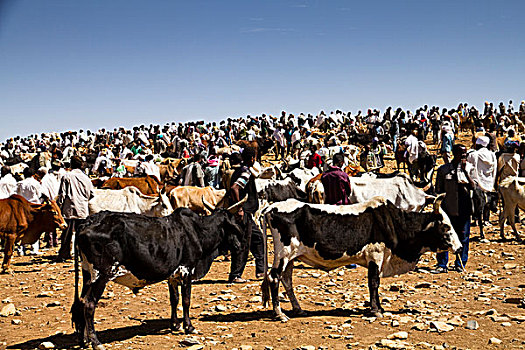 牛,市场,阿克苏姆,埃塞俄比亚,非洲