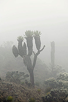 雾,鲁文佐里山,非洲