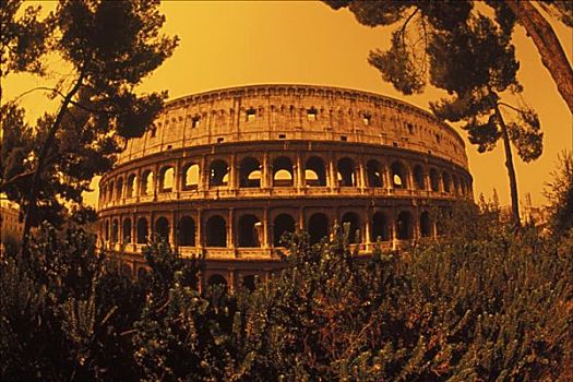 树,正面,圆形剧场,罗马,意大利