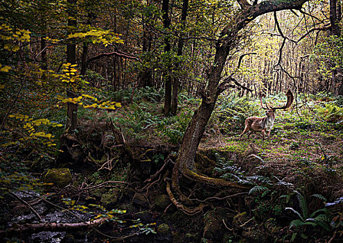 鹿,树林,西米德兰兹郡,英国