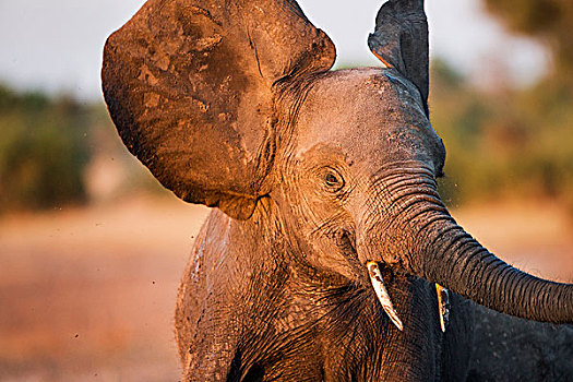 非洲,博茨瓦纳,乔贝国家公园,幼兽,大象,非洲象,振翅,威胁,展示,堤岸,乔贝,河,日落