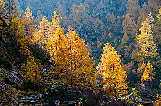 落叶松属植物,秋天,山谷,奥斯塔谷,意大利,意大利阿尔卑斯山