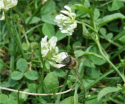 蜜蜂,三叶草