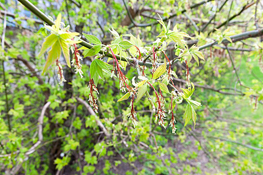 青苹果,树