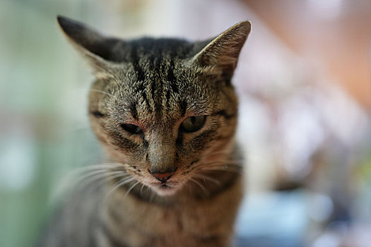 羊城广州秋日阳光下小花猫可爱的萌萌表情