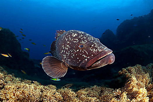 微暗,石斑鱼,石斑鱼属,靠近,圣马利亚,亚速尔群岛,大西洋,葡萄牙,欧洲
