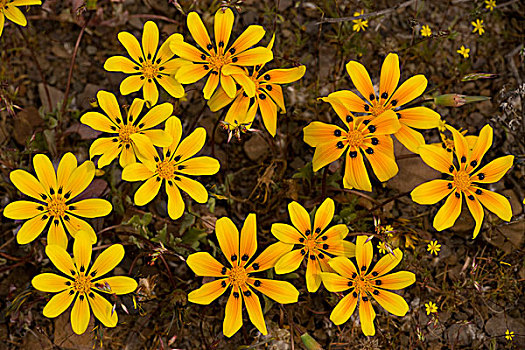 杂色菊,花,纳马夸兰,西海角,南非