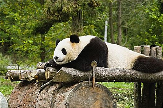 特写,熊猫,休息,木质