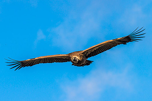 粗毛秃鹫,兀鹫,飞行,蒙弗拉格,国家公园,埃斯特雷马杜拉,西班牙,欧洲