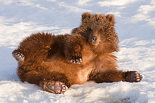 俘获,雌性,科迪亚克熊,棕熊,初雪,阿拉斯加野生动物保护中心,阿拉斯加,冬天