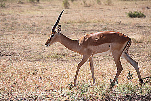 肯尼亚非洲大草原羚-独只侧面特写
