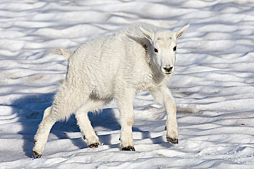 石山羊,雪羊,走,冰川国家公园,蒙大拿