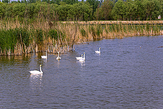 六只白色天鹅在湖中游泳