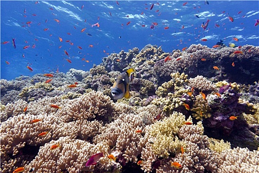 珊瑚礁,珊瑚,异域风情,鱼,扳机鱼,仰视,热带,海洋,蓝色背景,水,背景