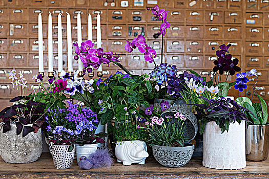 安放,多样,盆栽,花,紫色,粉色