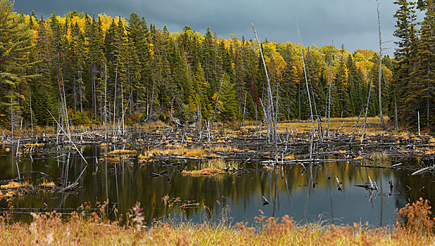 淹溺,树,秋天,阿尔冈金省立公园,安大略省,省,加拿大,北美